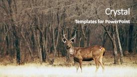  Presentation with rural india part - Theme featuring ranthambore national park india asia background and a gray colored foreground