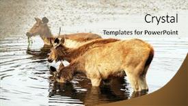  Presentation with national anthem india - Slides consisting of ranthambore national park india background and a soft green colored foreground