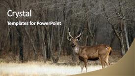  Presentation with asia - PPT layouts with ranthambore national park india background and a dark gray colored foreground