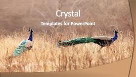  Presentation with peacocks - Colorful presentation theme enhanced with ranthambore national park rajasthan india backdrop and a coral colored foreground