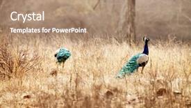  Presentation with peacocks - Audience pleasing slide set consisting of ranthambore national park rajasthan india backdrop and a coral colored foreground