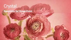  Presentation with flower vintage - Presentation theme with ranunculus flowers on red background background and a coral colored foreground