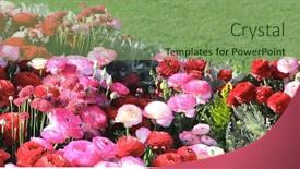 Presentation with flowers - Beautiful presentation theme featuring ranunculus-flowers-ranunculus-asiaticus backdrop and a seafoam green colored foreground