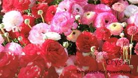  Presentation with japan - Cool new slide set with ranunculus-flowers-ranunculus-asiaticus backdrop and a red colored foreground