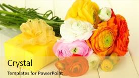  Presentation with persian - Cool new PPT theme with ranunculus persian buttercups and gift on white wooden background backdrop and a yellow colored foreground