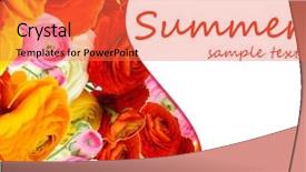  Presentation with persian - Audience pleasing theme consisting of ranunculus persian buttercups as background and text space backdrop and a red colored foreground