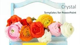  Presentation with mothers - PPT layouts having ranunculus persian buttercups for mothers day isolated on white background and a sky blue colored foreground