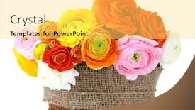  Presentation with persian - Slide deck featuring ranunculus-persian-buttercups-in-basket background and a yellow colored foreground