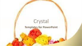  Presentation with persian - Slide deck featuring ranunculus persian buttercups in basket isolated on white background and a cream colored foreground