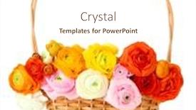  Presentation with persian - Cool new theme with ranunculus-persian-buttercups-in-basket backdrop and a cream colored foreground