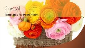  Presentation with persian - Slide deck enhanced with ranunculus-persian-buttercups-in-basket background and a yellow colored foreground