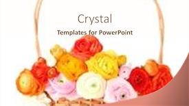  Presentation with persian - Beautiful PPT theme featuring ranunculus-persian-buttercups-in-basket backdrop and a cream colored foreground