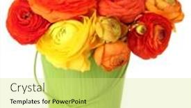  Presentation with persian - Theme enhanced with ranunculus persian buttercups in pail isolated on white background and a yellow colored foreground