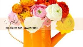  Presentation with persian - Slides enhanced with ranunculus persian buttercups in watering can isolated on white background and a yellow colored foreground