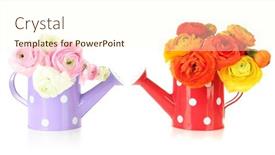  Presentation with persian - PPT layouts featuring ranunculus-persian-buttercups-in-watering background and a cream colored foreground