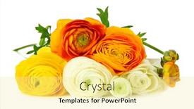  Presentation with persian - PPT layouts with ranunculus persian buttercups isolated on white background and a blonde colored foreground