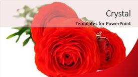  Presentation with persian - PPT layouts featuring ranunculus persian buttercups isolated on white background and a lemonade colored foreground