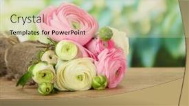  Presentation with persian - Beautiful theme featuring ranunculus persian buttercups on green background backdrop and a soft green colored foreground