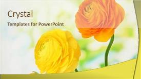  Presentation with persian - Cool new presentation with ranunculus persian buttercups on green background backdrop and a cream colored foreground