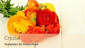  Presentation with persian - Slide deck with ranunculus persian buttercups on white wooden background background and a lemonade colored foreground