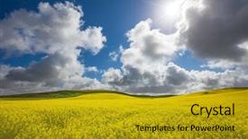  Presentation with field - Presentation design having rape - gorgeous canola field lit up background and a gold colored foreground