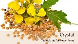  Presentation with seeds - Audience pleasing presentation consisting of rape - mustard seeds heap and mustard backdrop and a yellow colored foreground