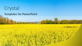  Presentation with high quality - Colorful slide set enhanced with rape-field-high-quality-photo backdrop and a cyan colored foreground