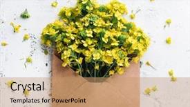  Presentation with envelope - Slides with rape flower in envelope white background and a coral colored foreground