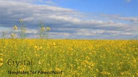  Presentation with clear sunny day rural landscape - PPT theme with rape-meadow-in-ukraine-sunny background and a gold colored foreground