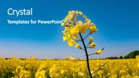  Presentation with meadow - Theme with rape meadow under blue sky background and a ocean colored foreground