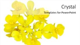  Presentation with rapeseed - Colorful PPT theme enhanced with rapeseed brassica napus blossom isolated backdrop and a white colored foreground