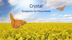  Presentation with rapeseed - Presentation with rapeseed field and butterfly background and a sky blue colored foreground