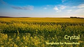  Presentation with rapeseed - Colorful slide set enhanced with rapeseed field at sunset beautiful backdrop and a  colored foreground