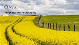  Presentation with rapeseed - Slide deck having rapeseed-field-in-central-bohemia background and a light gray colored foreground