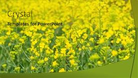  Presentation with rapeseed - PPT theme enhanced with rapeseed-field-in-the-springtime background and a gold colored foreground