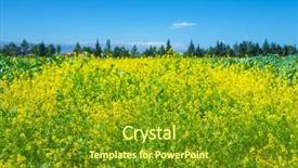  Presentation with cultivate - Audience pleasing theme consisting of rapeseed field over clear blue sky beautiful fresh yellow flowers floral meadow on the farm cultivate oilseed plant on countryside spring season backdrop and a tawny brown colored foreground