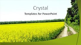  Presentation with rapeseed - 