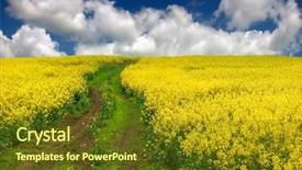  Presentation with rapeseed - PPT theme featuring rapeseed field background and a tawny brown colored foreground