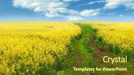  Presentation with rapeseed - PPT theme having rapeseed field background and a tawny brown colored foreground