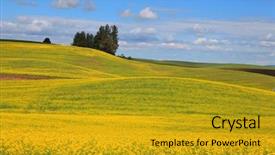  Presentation with rapeseed - Presentation theme enhanced with rapeseed fields near palouse in eastern washington state background and a gold colored foreground