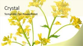  Presentation with rapeseed - Slides consisting of yellow colza green - rapeseed flower isolated on white background and a blonde colored foreground