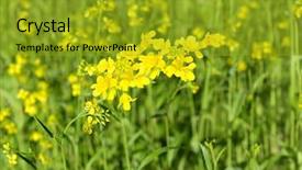  Presentation with rapeseed - Colorful presentation theme enhanced with  backdrop and a  colored foreground
