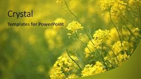  Presentation with rapeseed - Amazing slides having pollen - rapeseed flowers in blossom backdrop and a gold colored foreground