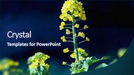  Presentation with dark flower - Theme with rapeseed mustard or canola flower background and a navy blue colored foreground