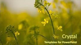  Presentation with rapeseed - Presentation design featuring rapeseed plant closeup background and a tawny brown colored foreground