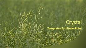 Presentation with rapeseed - Presentation design with rapeseed-plants-when-the-blooming background and a tawny brown colored foreground