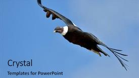  Presentation with flying angesl - Cool new PPT theme with vulture - andean condor vultur gryphus flying backdrop and a light blue colored foreground