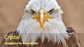  Presentation with eagle - Slide set having bald eagle haliaeetus leucocephalus portrait background and a tawny brown colored foreground