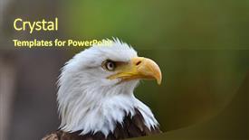  Presentation with eagle - Presentation theme enhanced with bald eagle haliaeetus leucocephalus portrait background and a tawny brown colored foreground