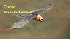  Presentation with south africa - Amazing slide set having endangered bearded vulture gypaetus barbatus backdrop and a  colored foreground